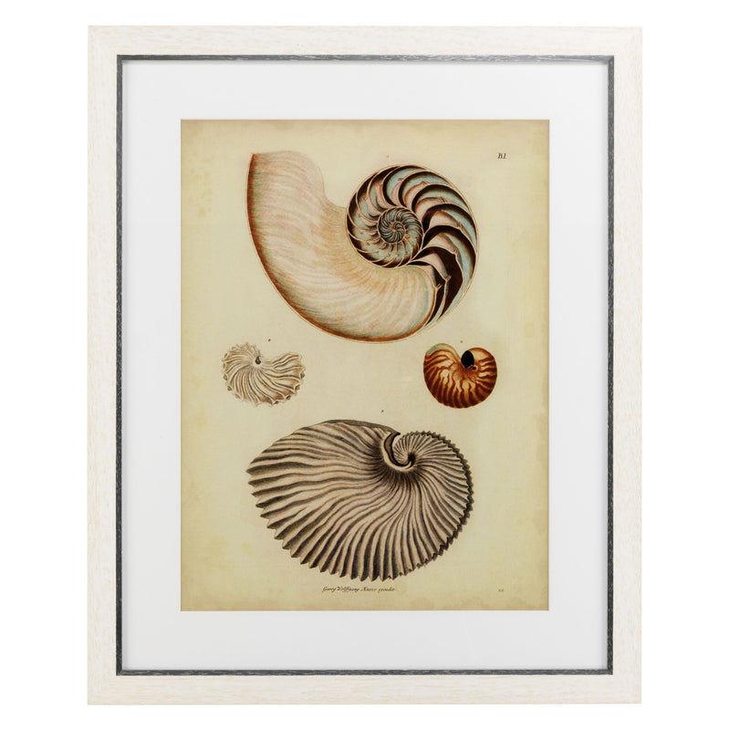 Sea Shell Prints (set of 2) | Eichholtz Nautilus|